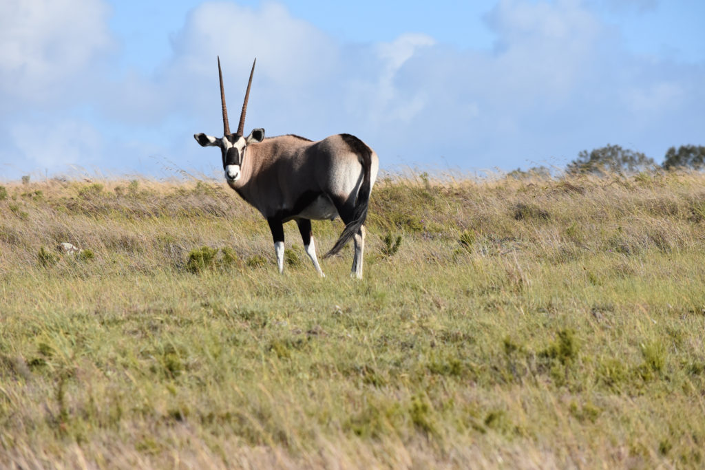 Africa at its finest 1 1 1024x683