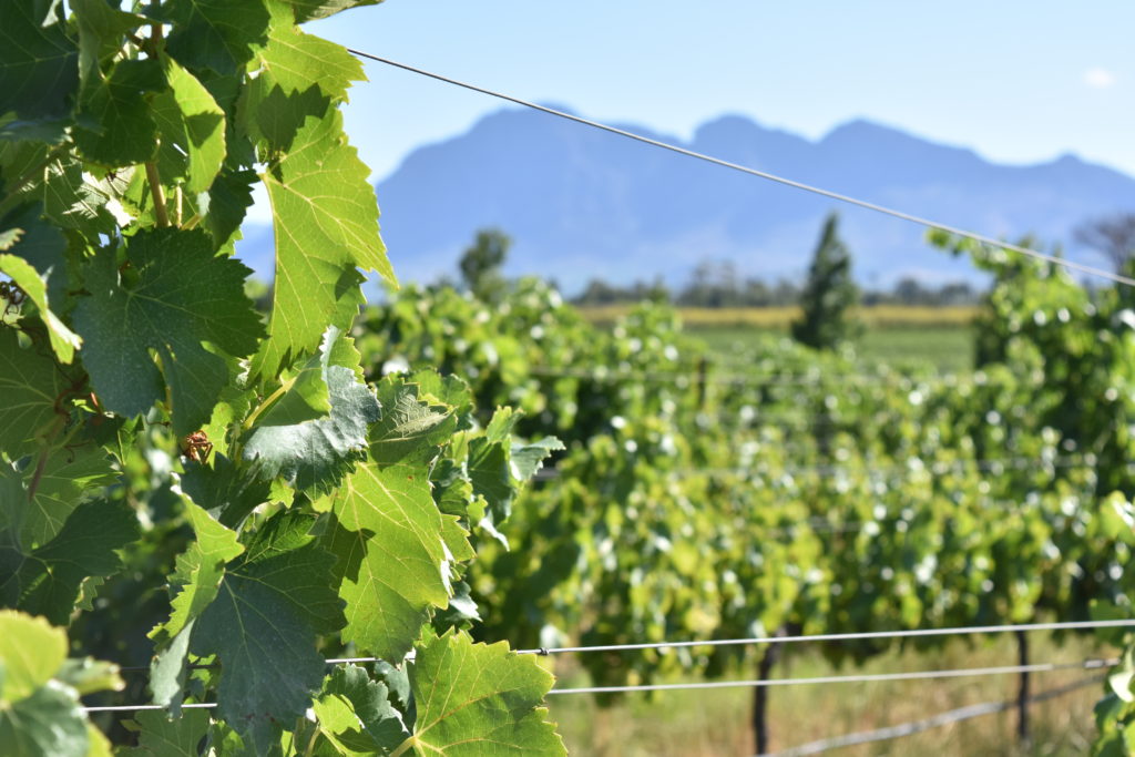Wineries in Cape Town DSC 1004 1024x683