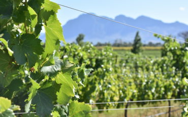 Wineries in Cape Town DSC 1004 370x230